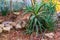 Large aloe vera plant in a tropical garden, traditional medicinal plant from Arabia