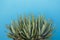 Large aloes plant