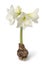 Large amaryllis bulb with white flowers