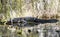 Large American Alligator basking in the sun in the Okefenokee Swamp, Georgia