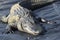 Large American Alligator basking in wasterwater treatment pond at Phinizy Water Sciences Center in Georgia