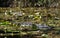 Large American Alligator hidden in swamp lily pads