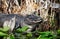 Large American Alligator laying in the swamp showing teeth