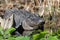 Large American Alligator, Okefenokee Swamp National Wildlife Refuge