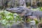 Large American Alligator, Okefenokee Swamp National Wildlife Refuge