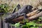 Large American Alligator, Okefenokee Swamp National Wildlife Refuge