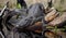 Large American Alligator, Okefenokee Swamp National Wildlife Refuge