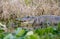 Large American Alligator with open mouth showing teeth, Okefenokee Swamp National Wildlife Refuge