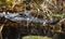 Large American Alligator submerged in the Okefenokee Swamp, Georgia