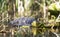 Large American Alligator submerged in the Okefenokee Swamp, Georgia