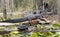 Large American Alligator and Turtle basking in the Okefenokee Swamp