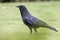 Large American Crow with black feathers and beak in the grass