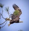 Large American female bald eagle takes flight from a pine tree