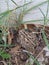 Large American toad camouflaged outside a home