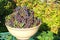 Large amount of black grapes in a bowl.