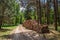 Large amount of cut wood after the storm in Poland