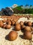 a large amount of langan on a sandy beach