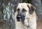 Large Anatolian Kangal Shepherd mountain dog outdoors