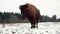 Large ancient bison stands in a winter snow field turning his head from side to side