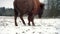 Large ancient bison walks through a winter snow field, rear view