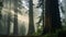 Large and Ancient Redwoods