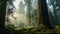 Large and Ancient Redwoods