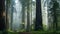 Large and Ancient Redwoods