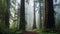 Large and Ancient Redwoods