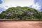 Large ancient tree stood alone in public national park of Thailand. Giant monkeypod tree stands firm in Kanchanaburi province, Tha