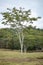 Large angiosperm tree