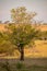 Large angiosperm tree