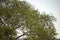 Large angiosperm tree