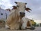 Large angry looking cow, with heavily torn ears, from India, a Zebu, with small horns, lies on the street in a suburb