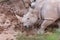 Large animals, rhinoceros sniffing the ground in search of food with its horn