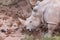 Large animals, rhinoceros sniffing the ground in search of food with its horn