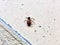 large ant crawling on the beach