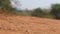 Large Ant Crawls Across Arid Red Dirt Landscape Close Up