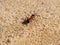 Large ant creeps on yellow sand, close up