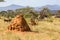 A large anthill behind which Gerenuk\'s hide