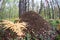 A large anthill close-up against a pine forest. fish eye lens