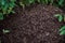 large anthill in the forest on a green grass background in a forest on a summer day. Colony of forest ants