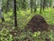 Large anthill in a mixed forest among trees