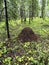 Large anthill in a mixed forest among trees