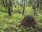 Large anthill in a mixed forest among trees