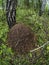 Large anthill in a mixed forest among trees