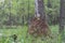 Large anthill next to spruce tree in mixed forest in green grass in summer. Insect habitat, home of ants