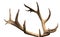 Large antler maral deer on a white background, isolate, horn