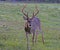 Large antlered buck walks through green grass in Cades Cove.