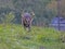 Large antlered buck walks through green grass in Cades Cove.