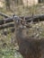 Large Antlered Deer